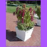 Can You Name This Plant.jpg